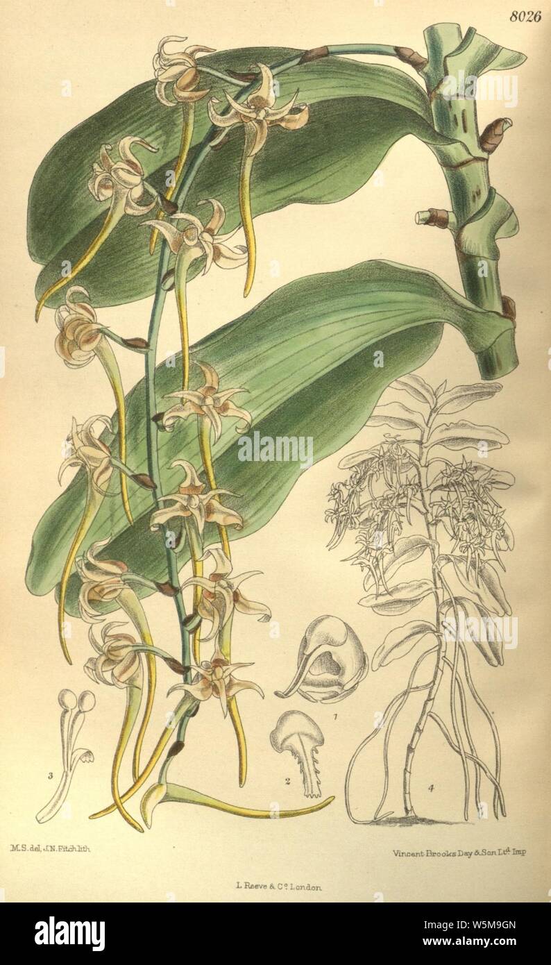 Cyrtorchis monteiroae (as Listrostachys monteiroae, spelled Listrostachys monteirae) - Curtis' 131 (Ser. 4 no. 1) pl. 8026 (1905). Stock Photo