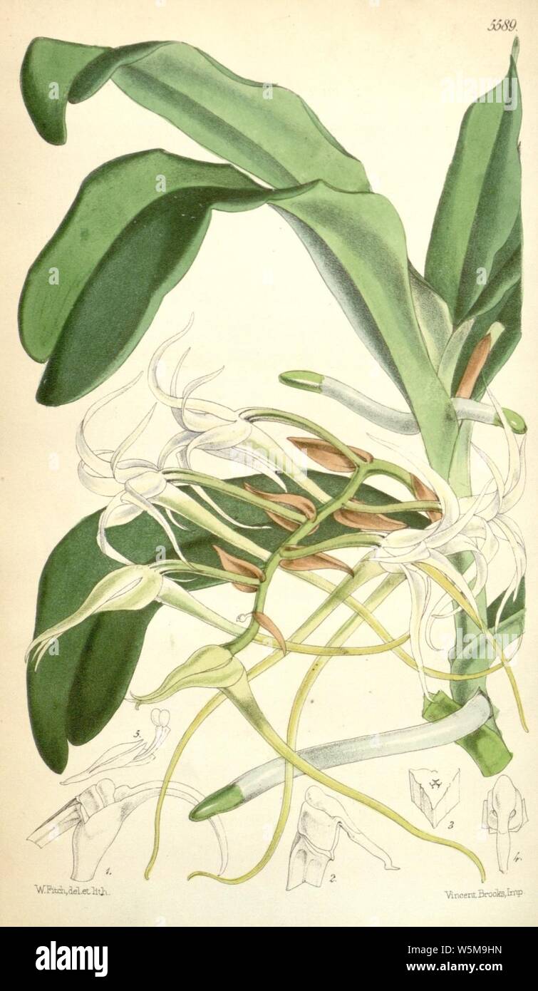 Cyrtorchis chailluana (as Angraecum chailluanum) - Curtis' 92 (Ser. 3 no. 22) pl. 5589 (1866). Stock Photo