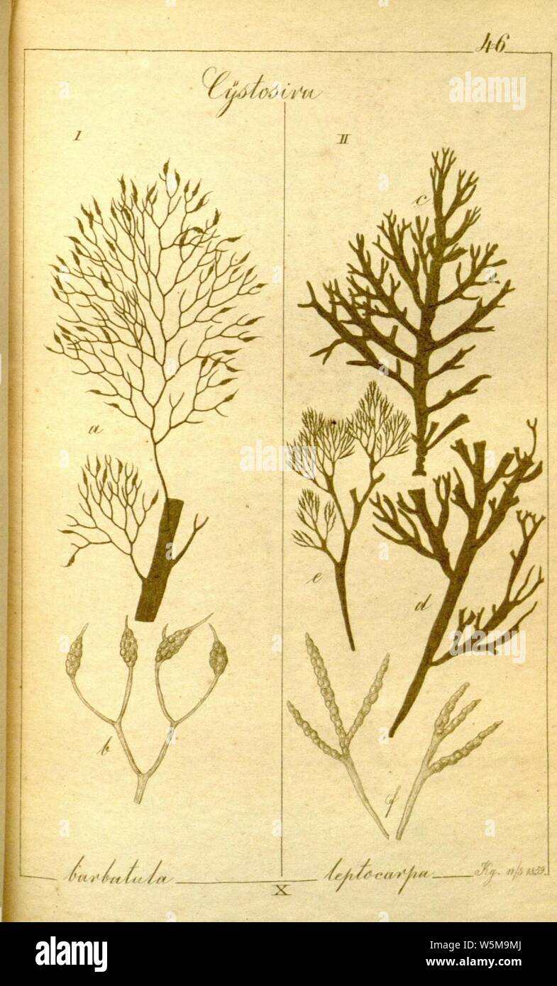Cystoseira barbatula and Cystoseira leptocarpa. Stock Photo