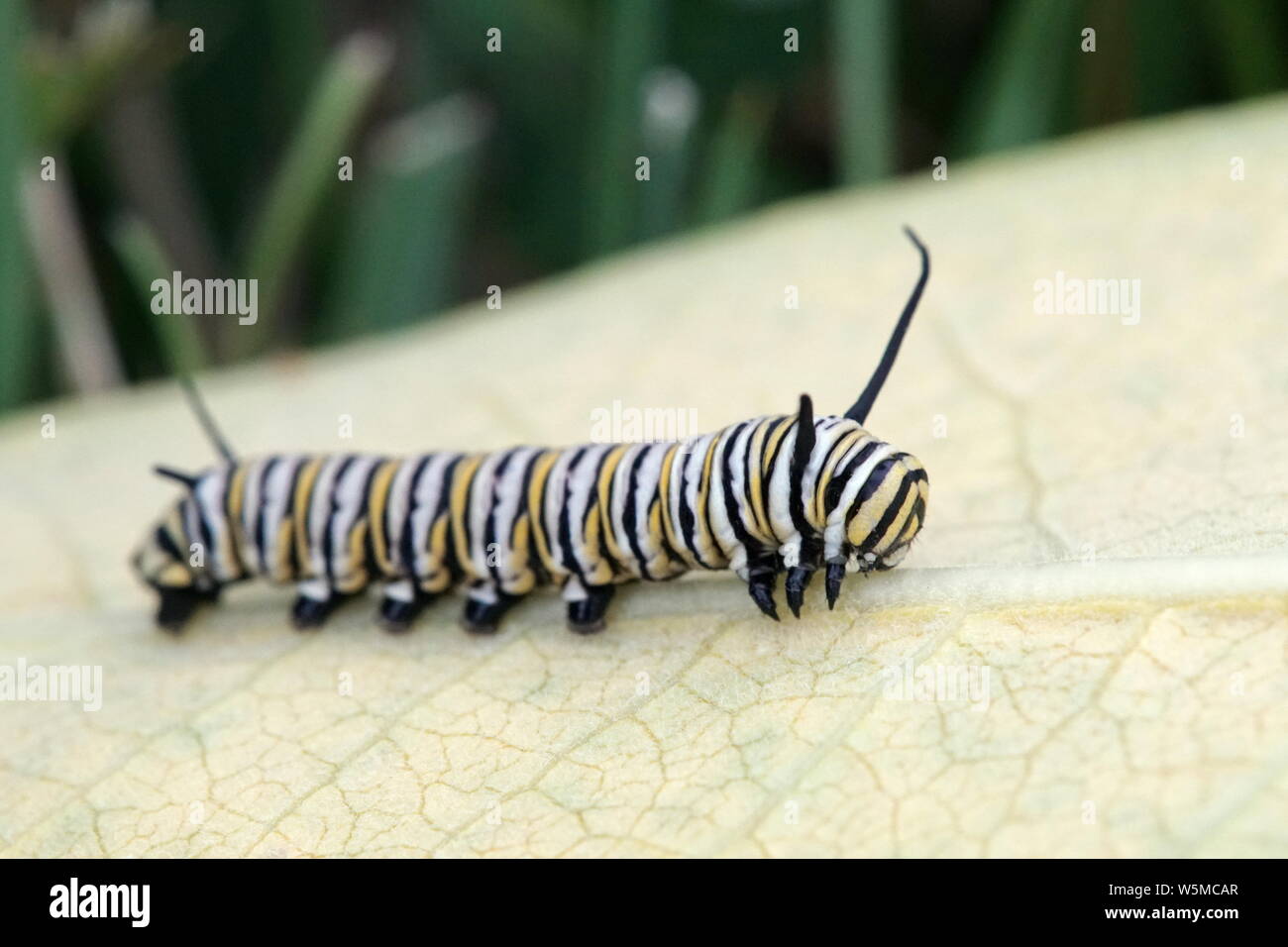 Monarch butterfly caterpillar on a leaf Stock Photo - Alamy