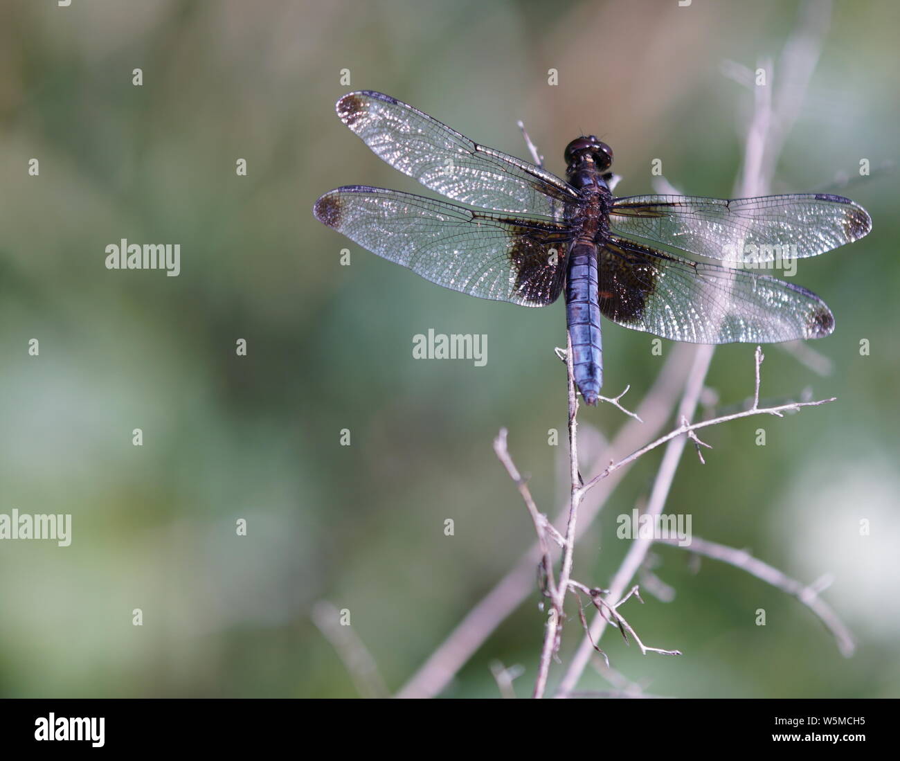 Black saddlebag dragonfly hotsell