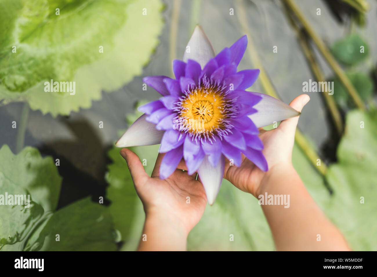 Hands Holding Lotus Flower High Resolution Stock Photography And Images Alamy
