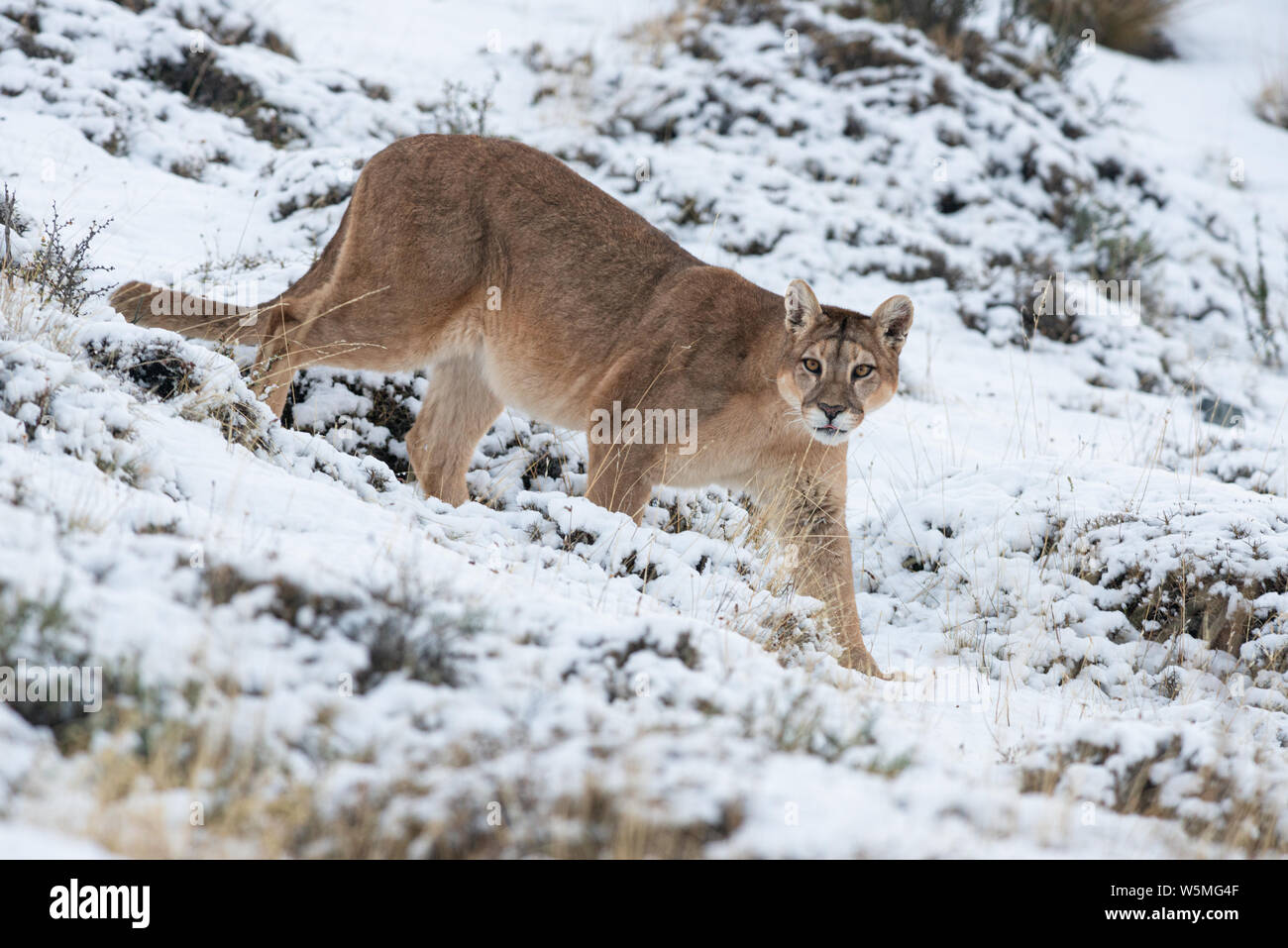 An adult female Puma (Puma concocolor) walking over snowy ground at Torres del Paine National Park, in Chile Stock Photo