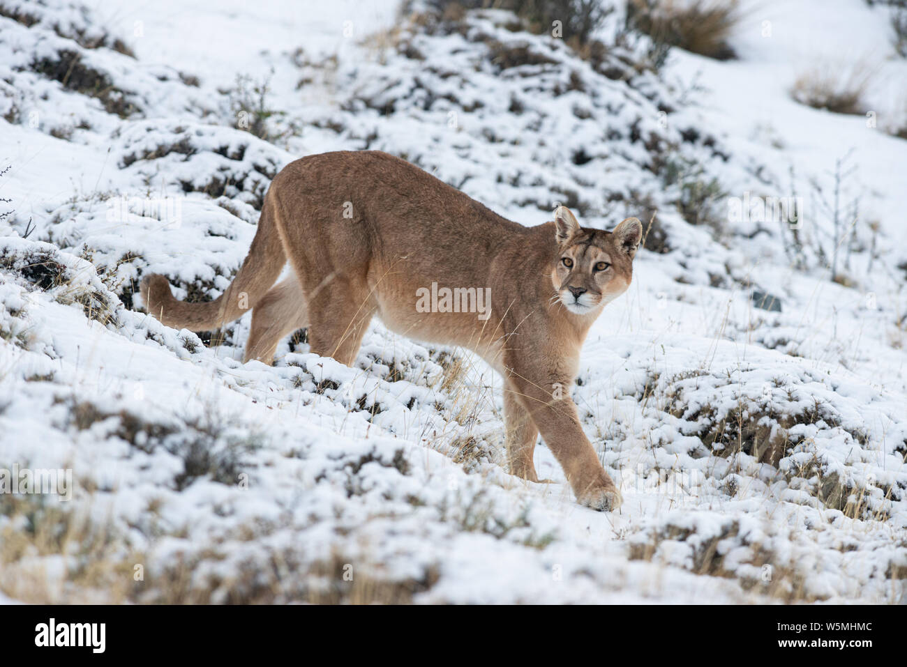An adult female Puma (Puma concocolor) walking over snowy ground at Torres del Paine National Park, in Chile Stock Photo