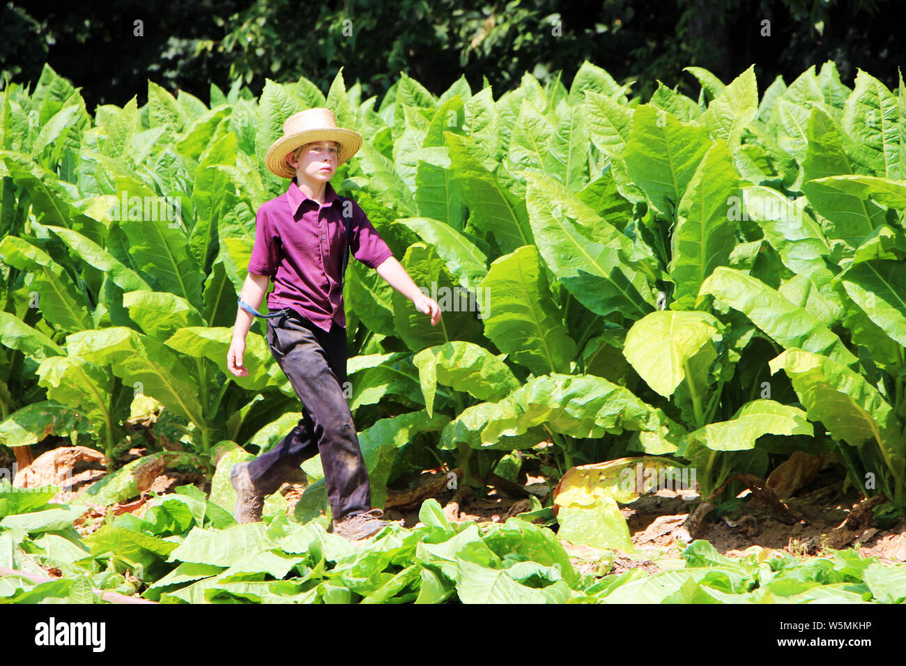 amish tobacco use Amish teenager harvesting tobacco leaves Stock Photo