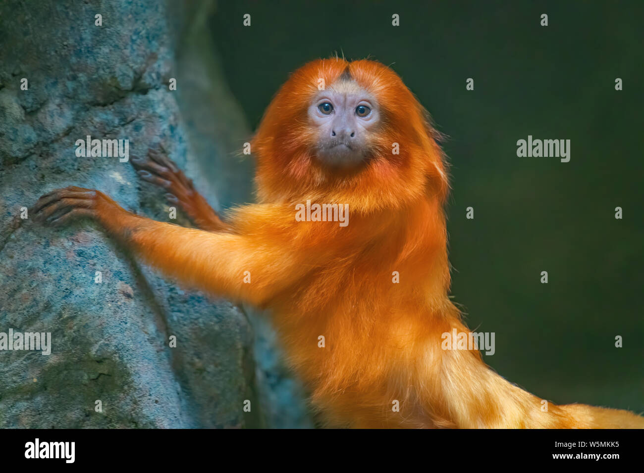 The endangered Golden Lion Tamarin lives in tropical forests of South America. Stock Photo