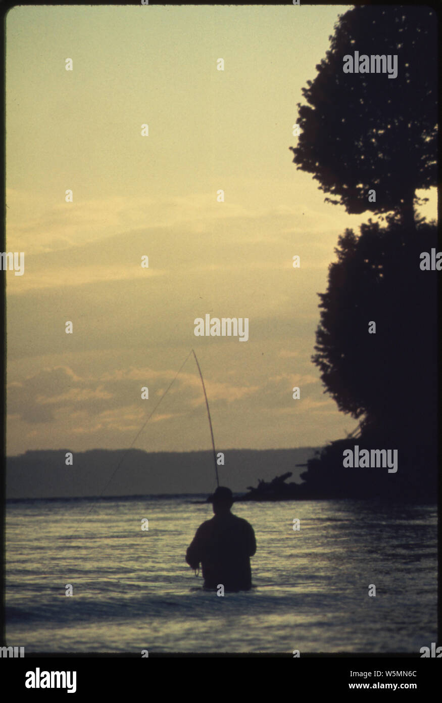 FLY FISHERMAN ANGLING FOR SEA RUN CUTTHROAT TROUT IN PUGET SOUND NEAR