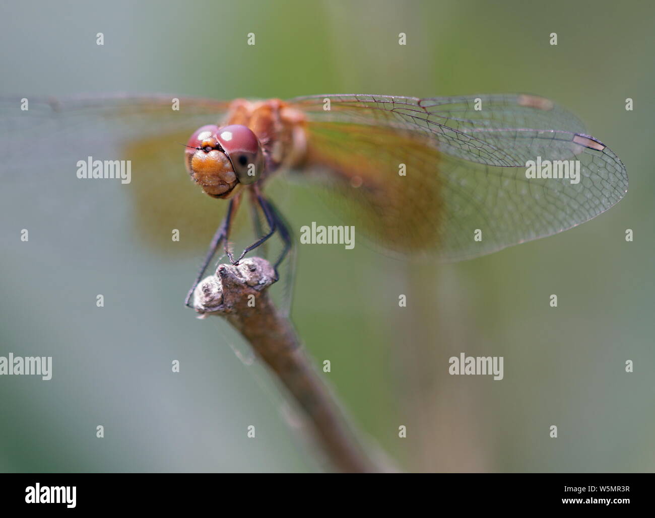 dragonfly on a branch Stock Photo - Alamy