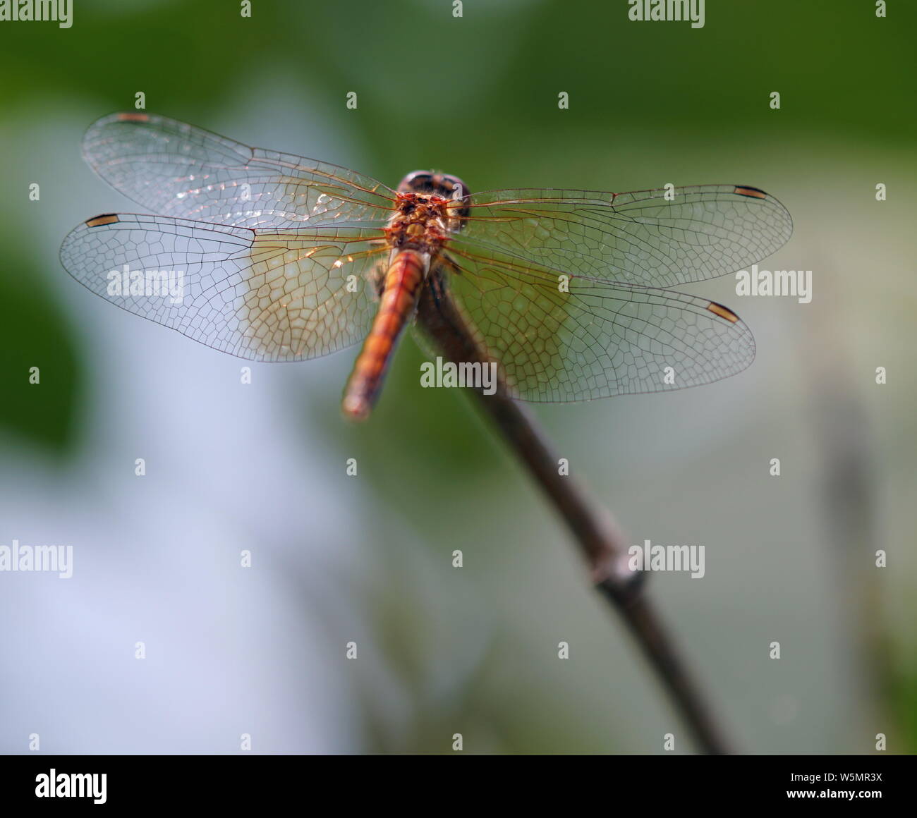 dragonfly on a branch Stock Photo - Alamy