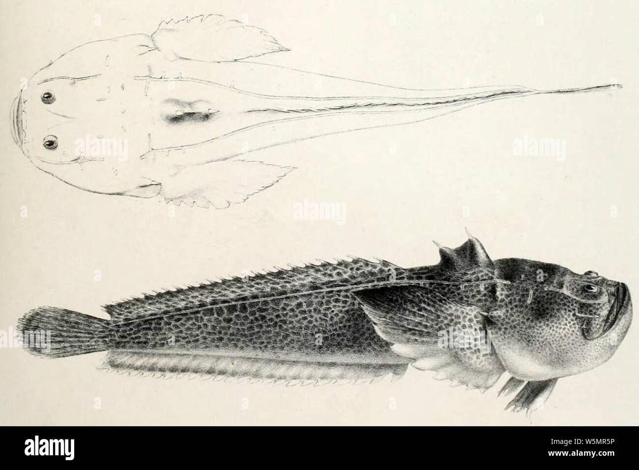 Daector reticulata Transactions of the Zoological Society of London (Pl. 68) (7408565536). Stock Photo