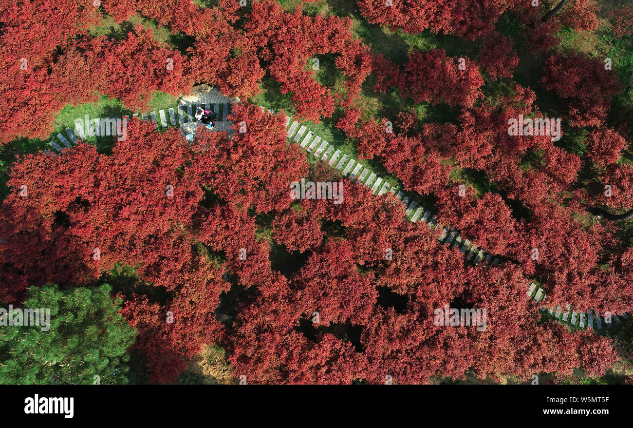 Chinese Maple Tree Spring Landscape of the spring maple leaves spreading over a park in Guiyang ...