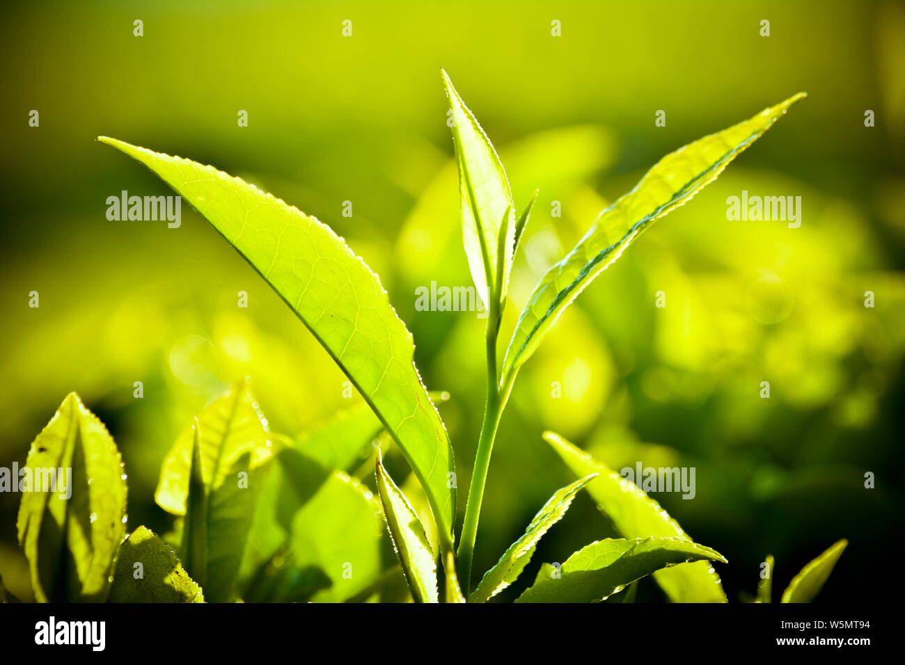 Close up of Fresh Green Tea Leaves Stock Photo