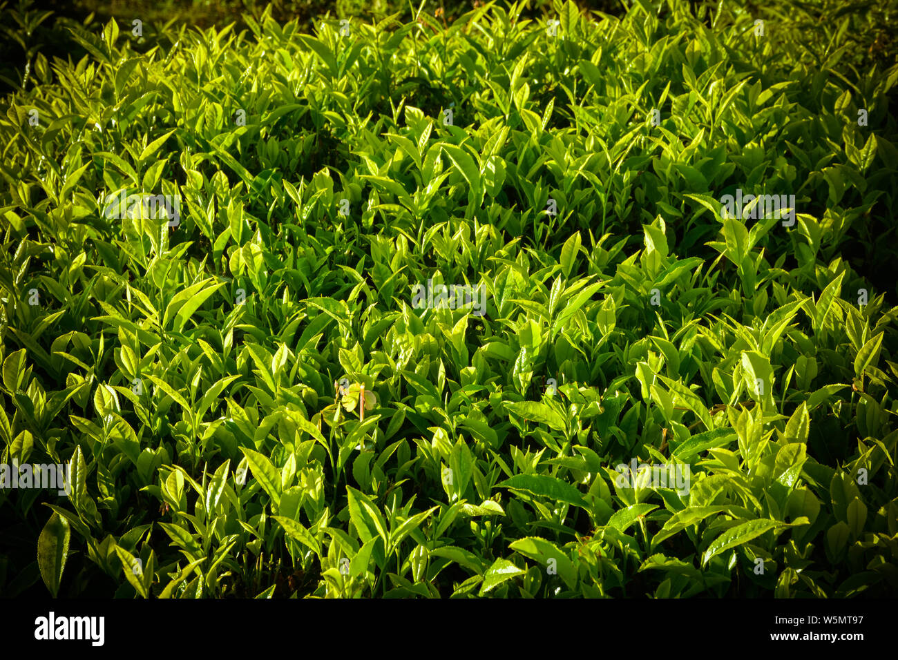 Close up of Fresh Green Tea Leaves Stock Photo