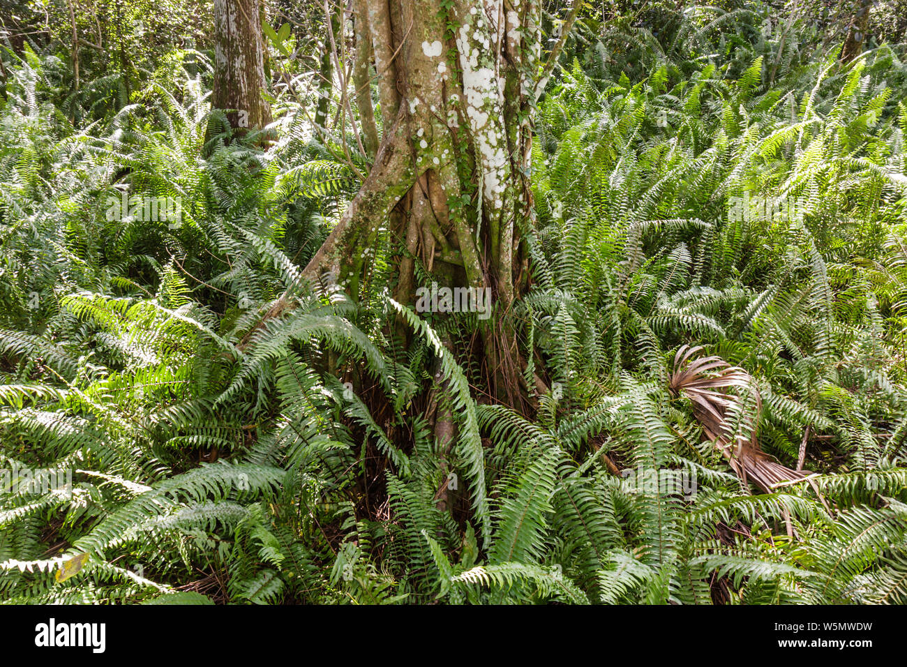 Fort Ft. Lauderdale Florida,Coral Springs,Tall Cypress Natural Area,swamp fern,strangler fig tree,native species,plant,ecology,ecosystem,vegetation,ha Stock Photo