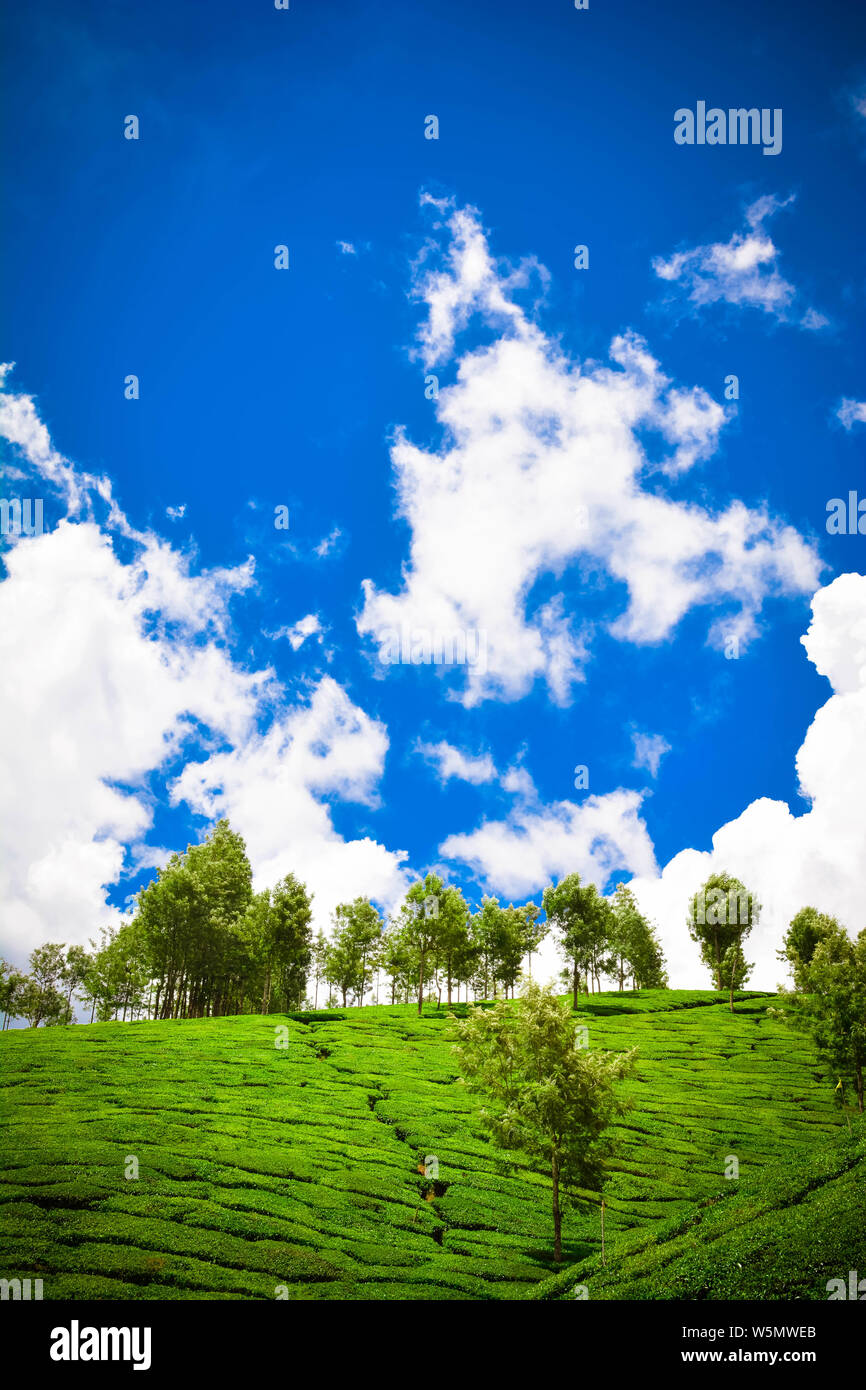 Beautiful Green Tea plantation, Munnar, India Stock Photo Alamy