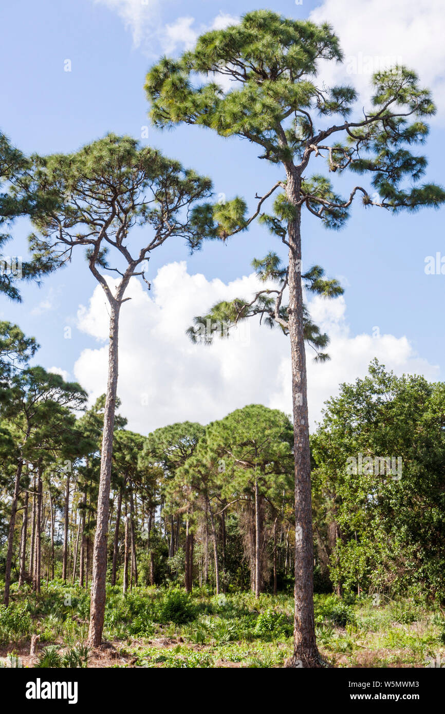 Fort Ft. Lauderdale Florida,Coral Springs,Tall Cypress Natural Area,native species,plant,ecology,ecosystem,vegetation,habitat,South Florida slash pine Stock Photo