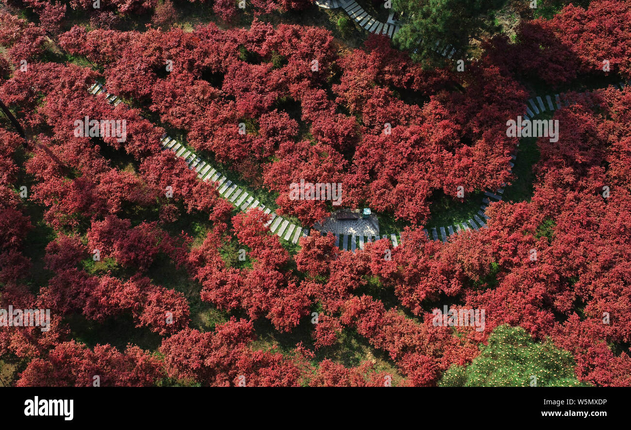 Chinese Maple Tree Spring Landscape of the spring maple leaves spreading over a park in Guiyang ...