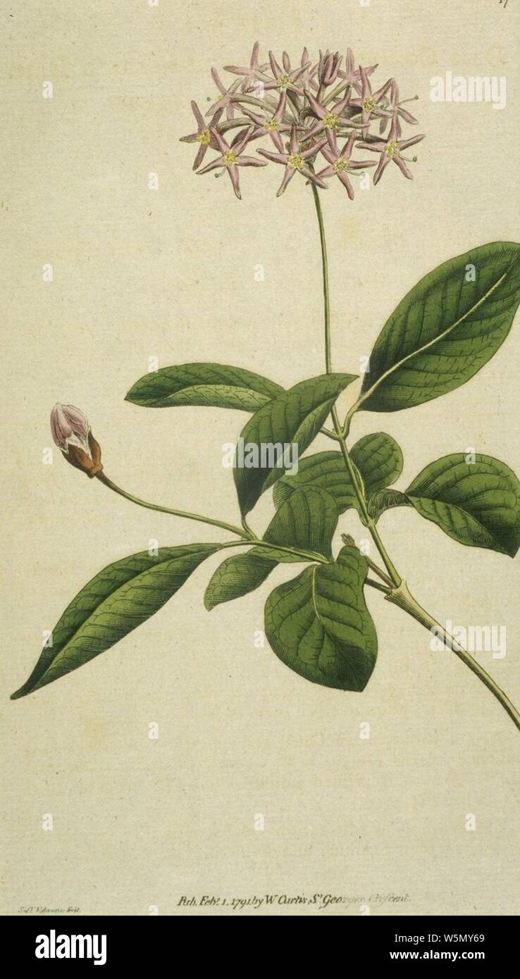 Dais Cotinifolia (Edwards). Stock Photo