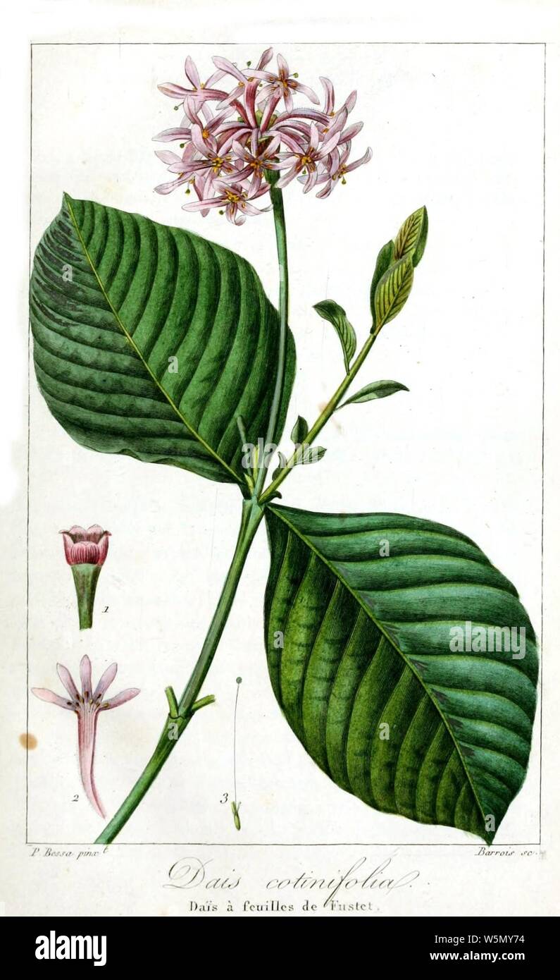 Dais cotinifolia from Herbier Général de l'Amateur. Stock Photo