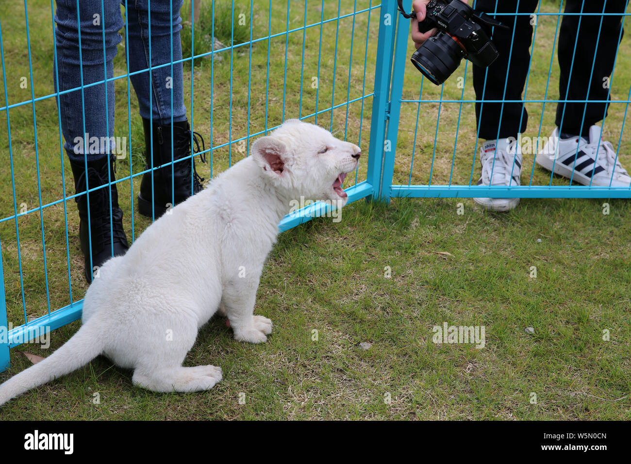The white lion cub is pictured at the Nantong Forest Safari Park in Nantong city, east China's Jiangsu province, 4 April 2019.   The Nantong Forest Sa Stock Photo