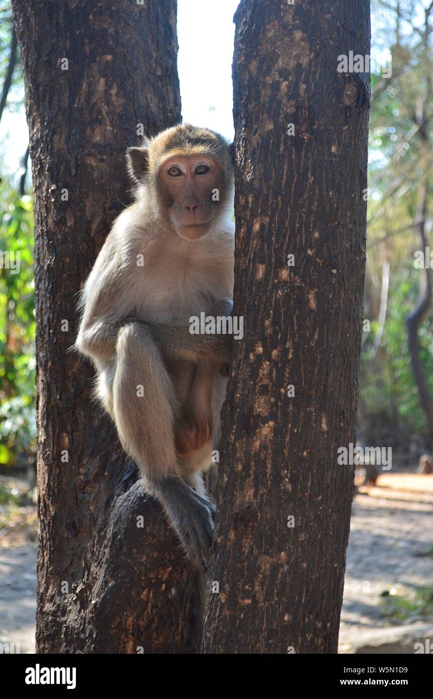 Short tailed monkey hi-res stock photography and images - Alamy