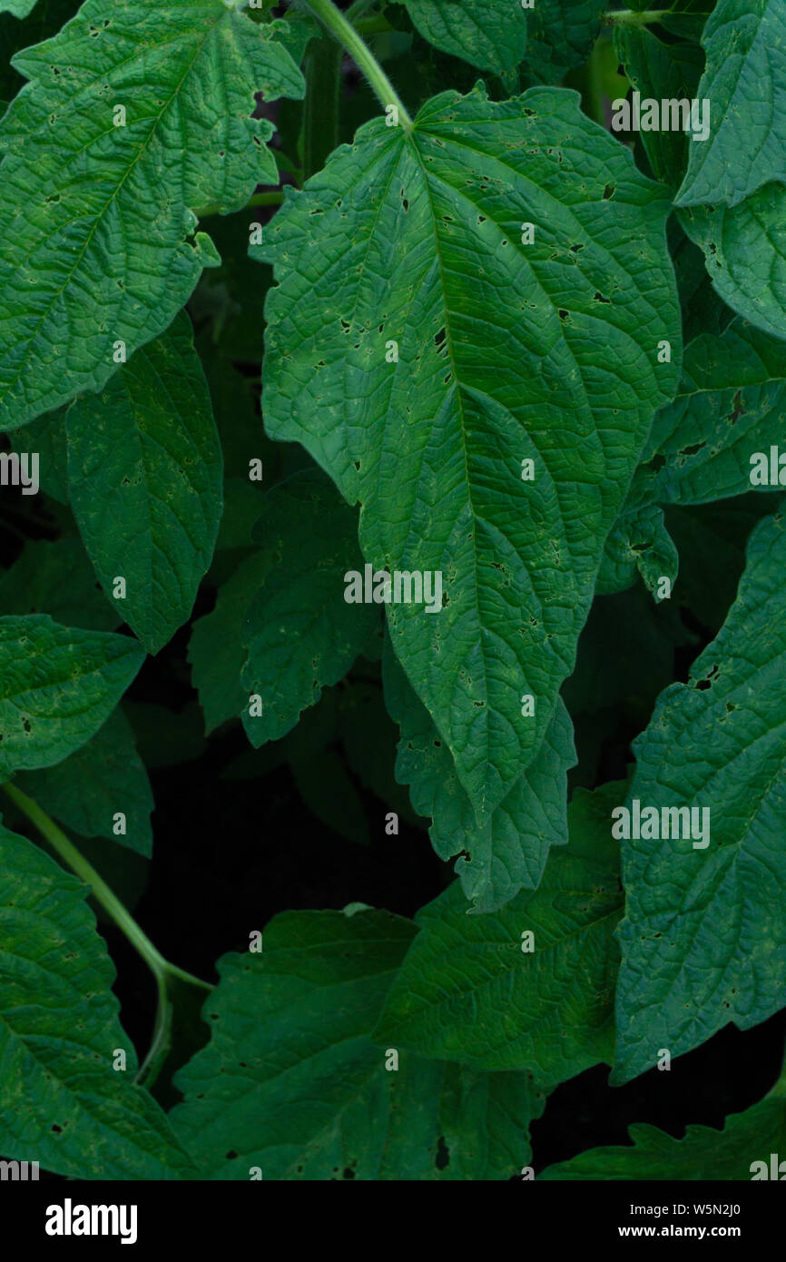 close up green sesame leaf growing in the tree white sesame tree