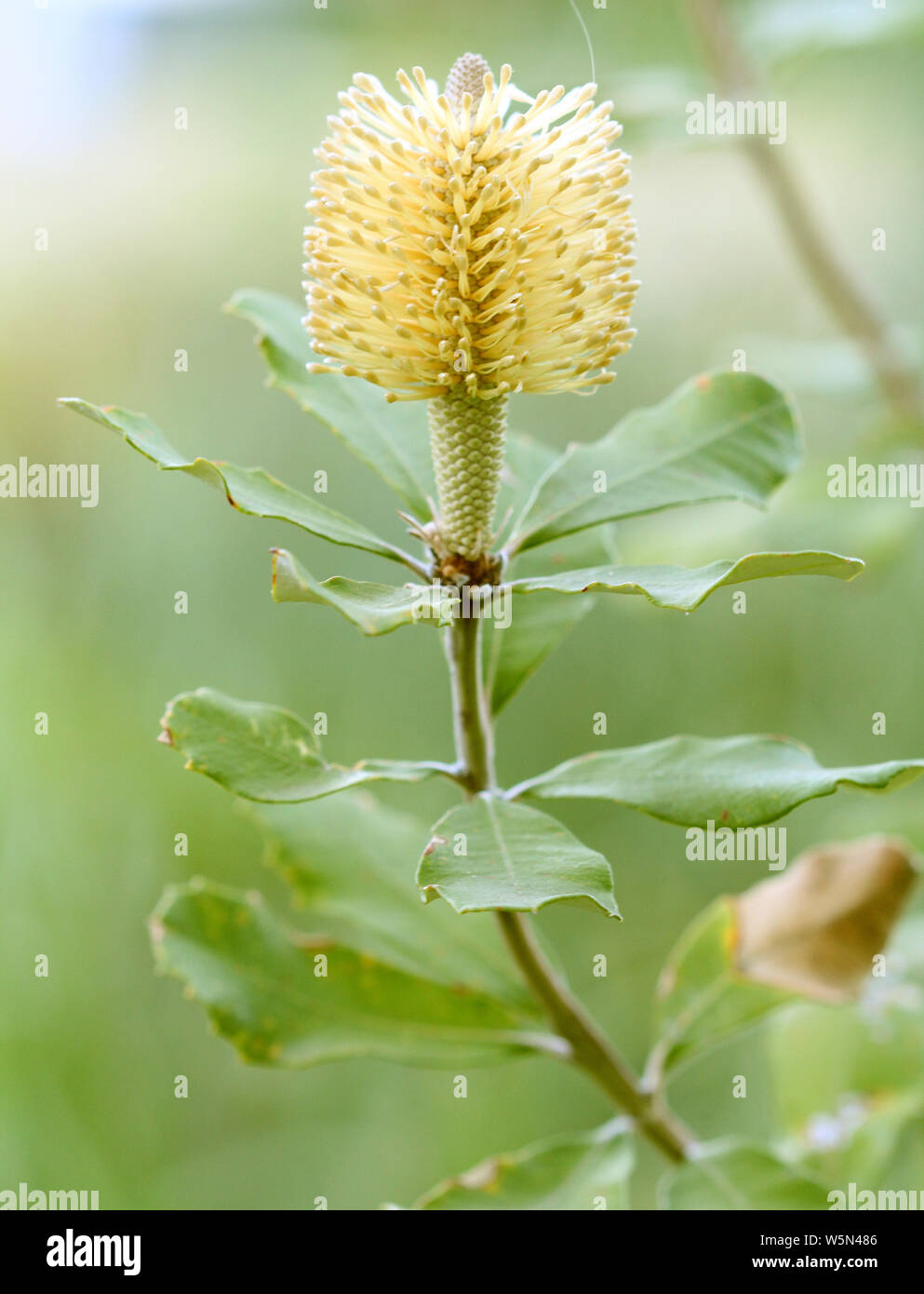 Banksia Beauty -  Australian Native Wildflower Banksia Integrifolia Stock Photo