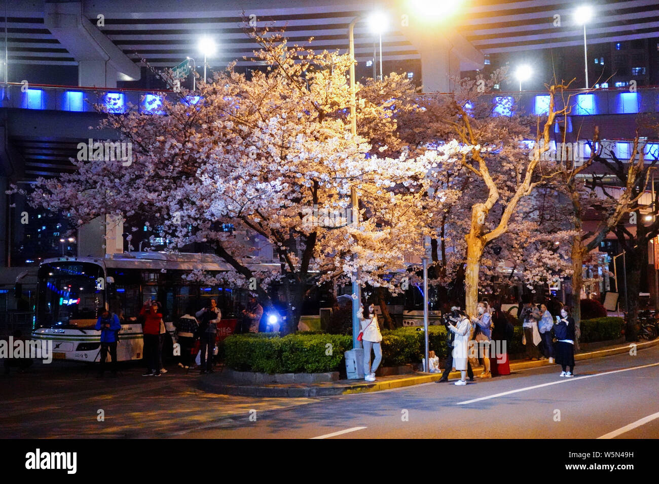 Buses are parked as cherry trees are in full blossoms at a bus stop