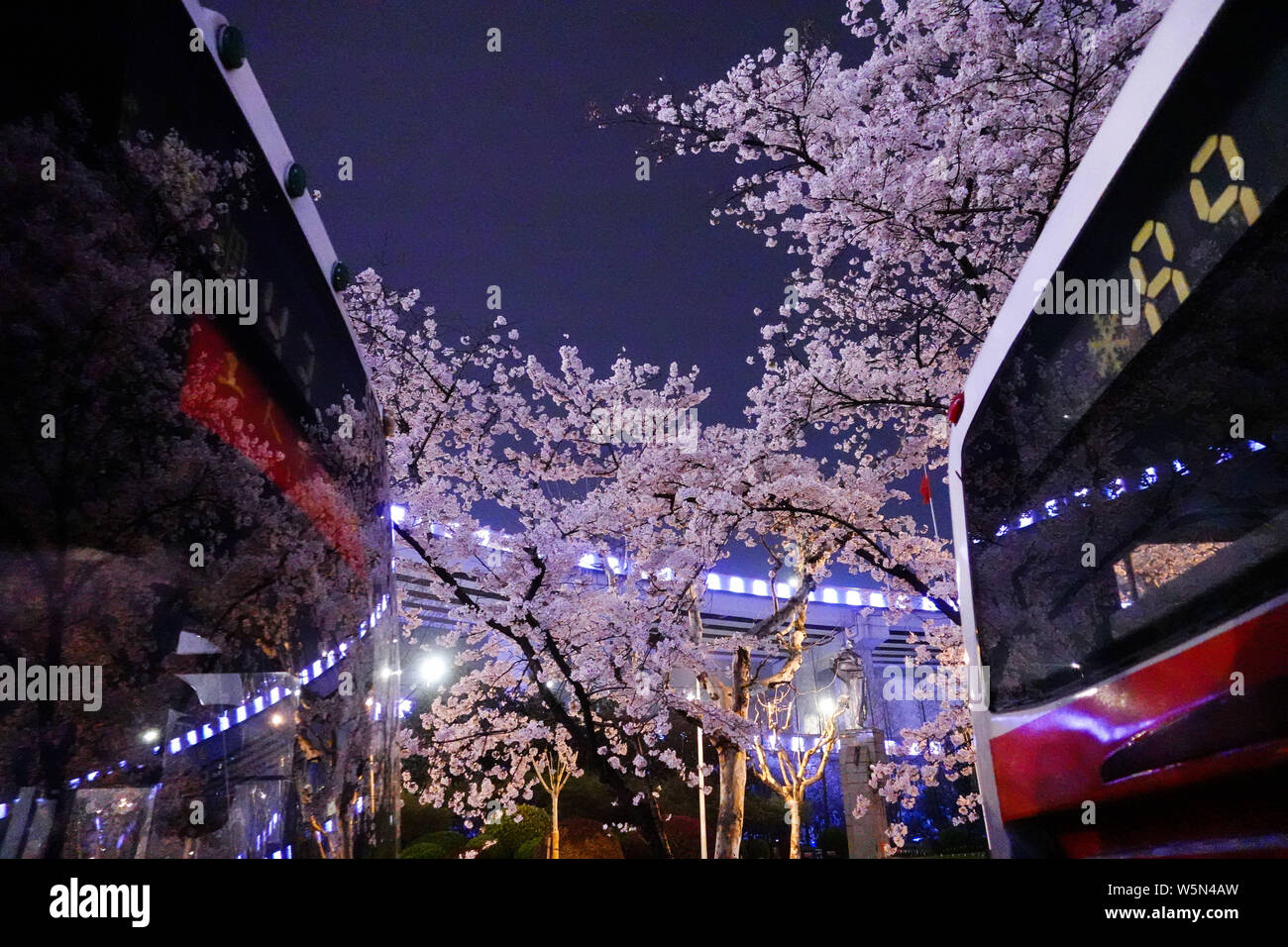 Buses are parked as cherry trees are in full blossoms at a bus stop