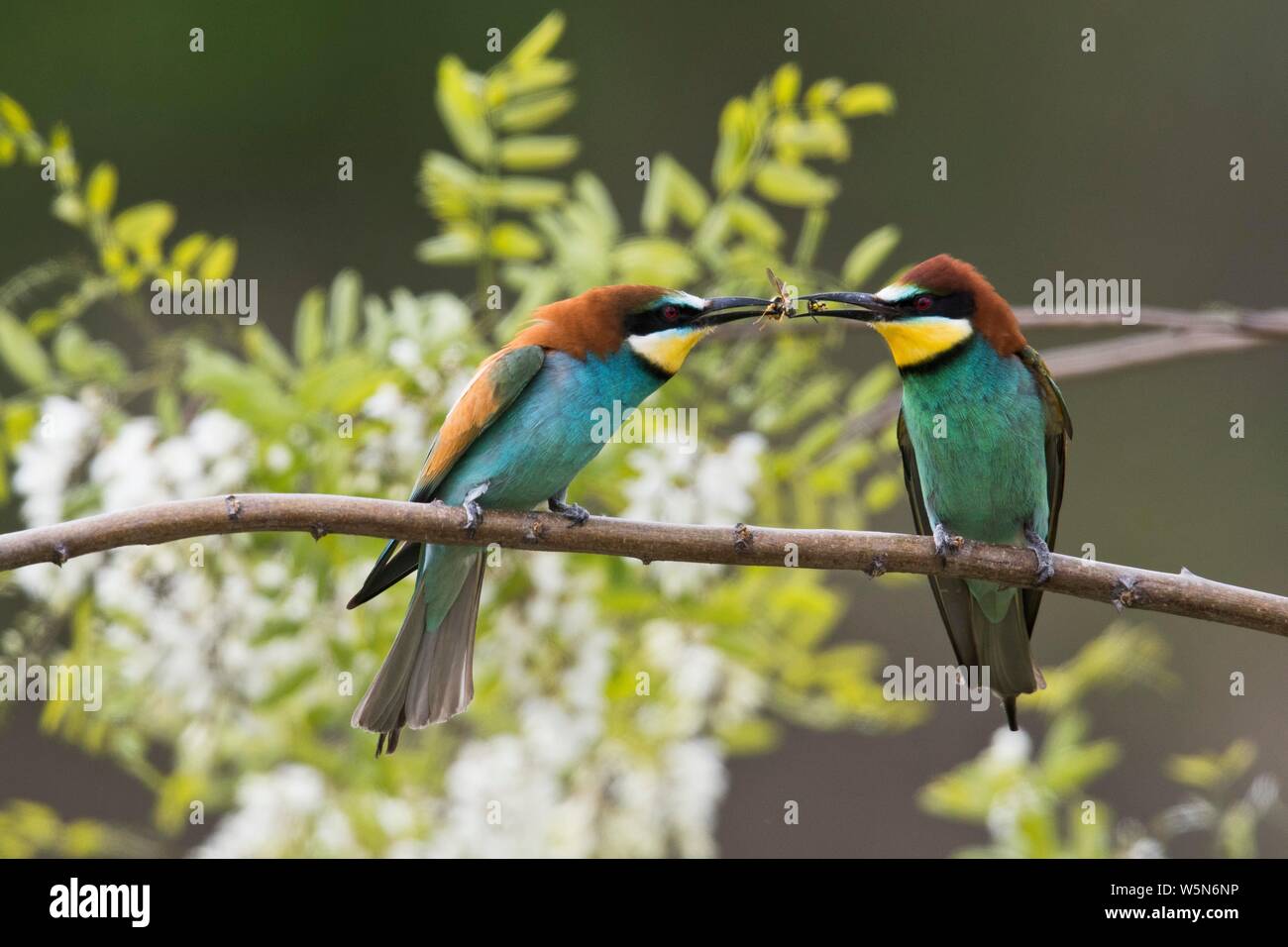Bee-eaters (Apis mellifera), loot, Rhineland-Palatinate, Germany Stock Photo