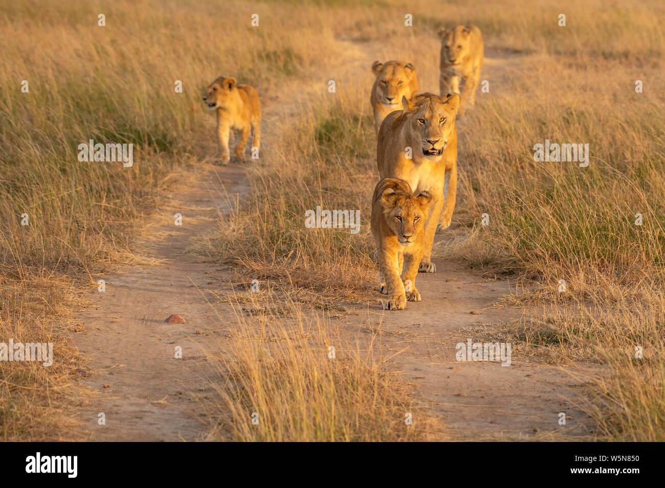 Lioness (Panthera leo) with cubs runs on path through the Masai Mara, Kenya Stock Photo