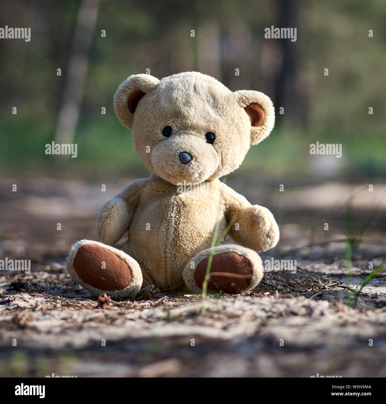 abandoned brown teddy bear sitting in the middle of the forest in the ...