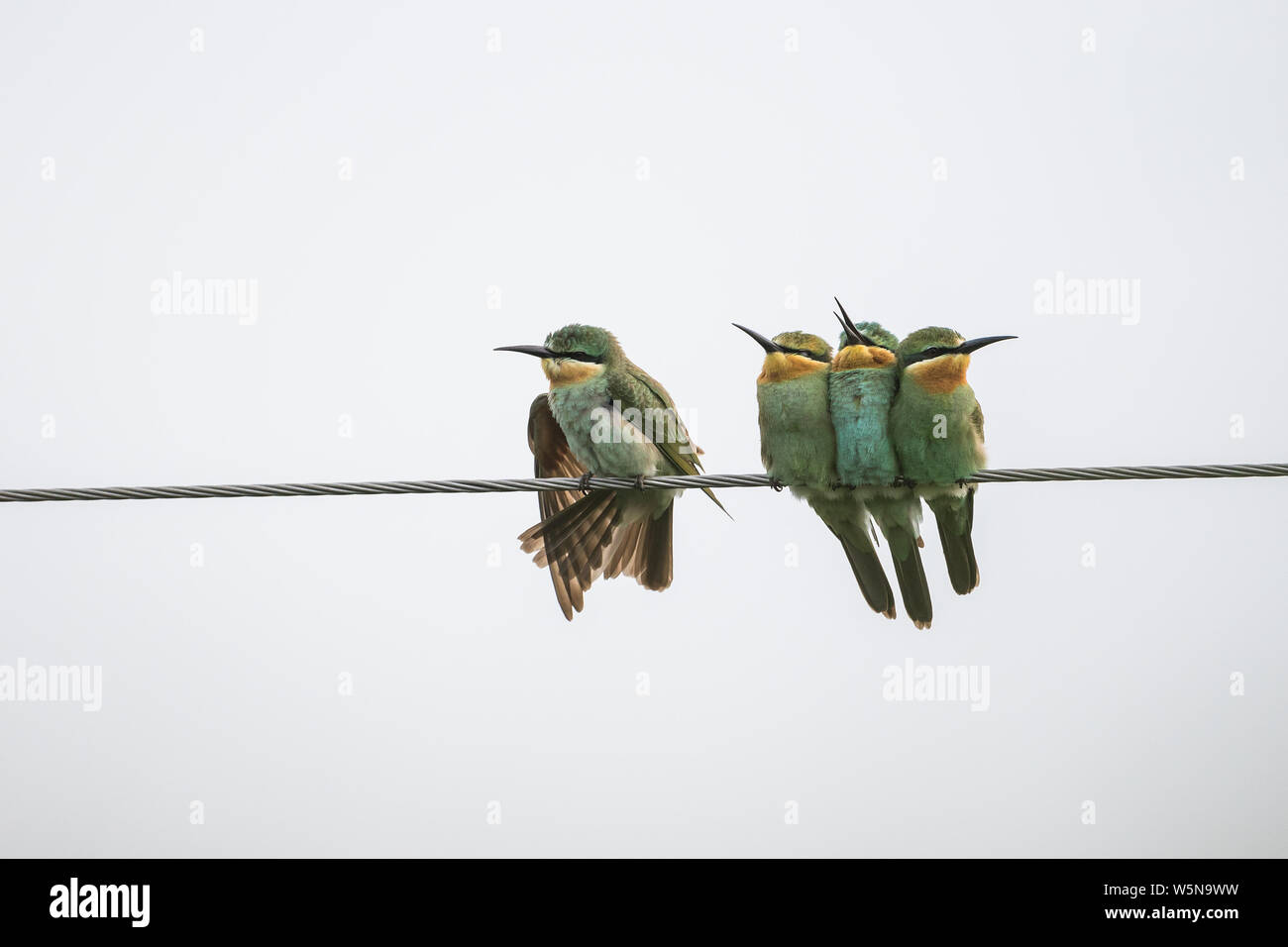 The blue-cheeked bee-eater (Merops persicus) Birds resting on bare tree ...