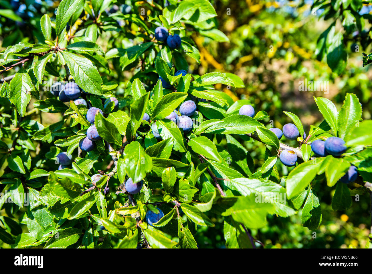 Wild damson plum tree showing fruit in summer Stock Photo