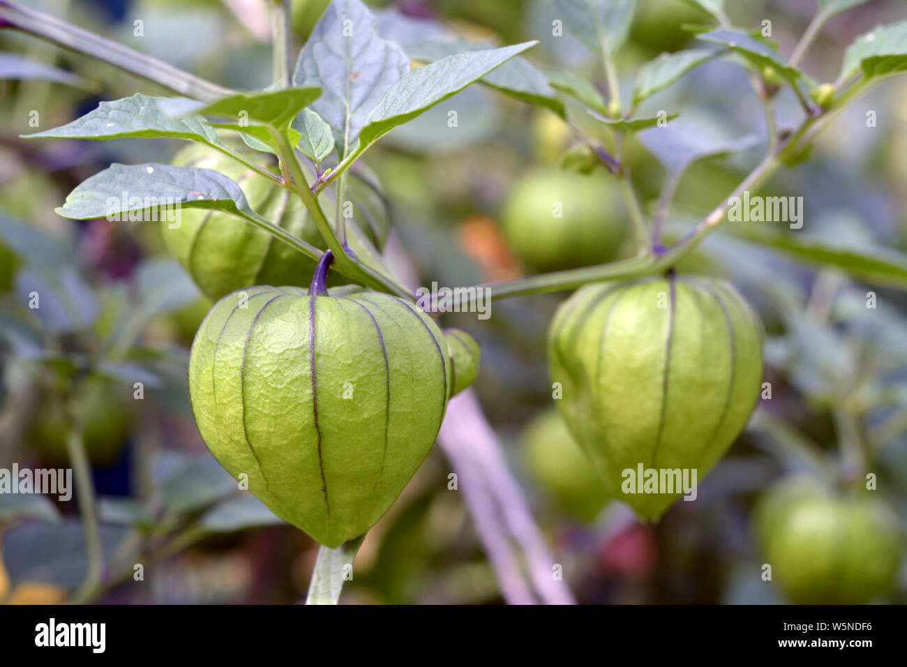 fresh organic tomatillo at the garden in daytime Stock Photo