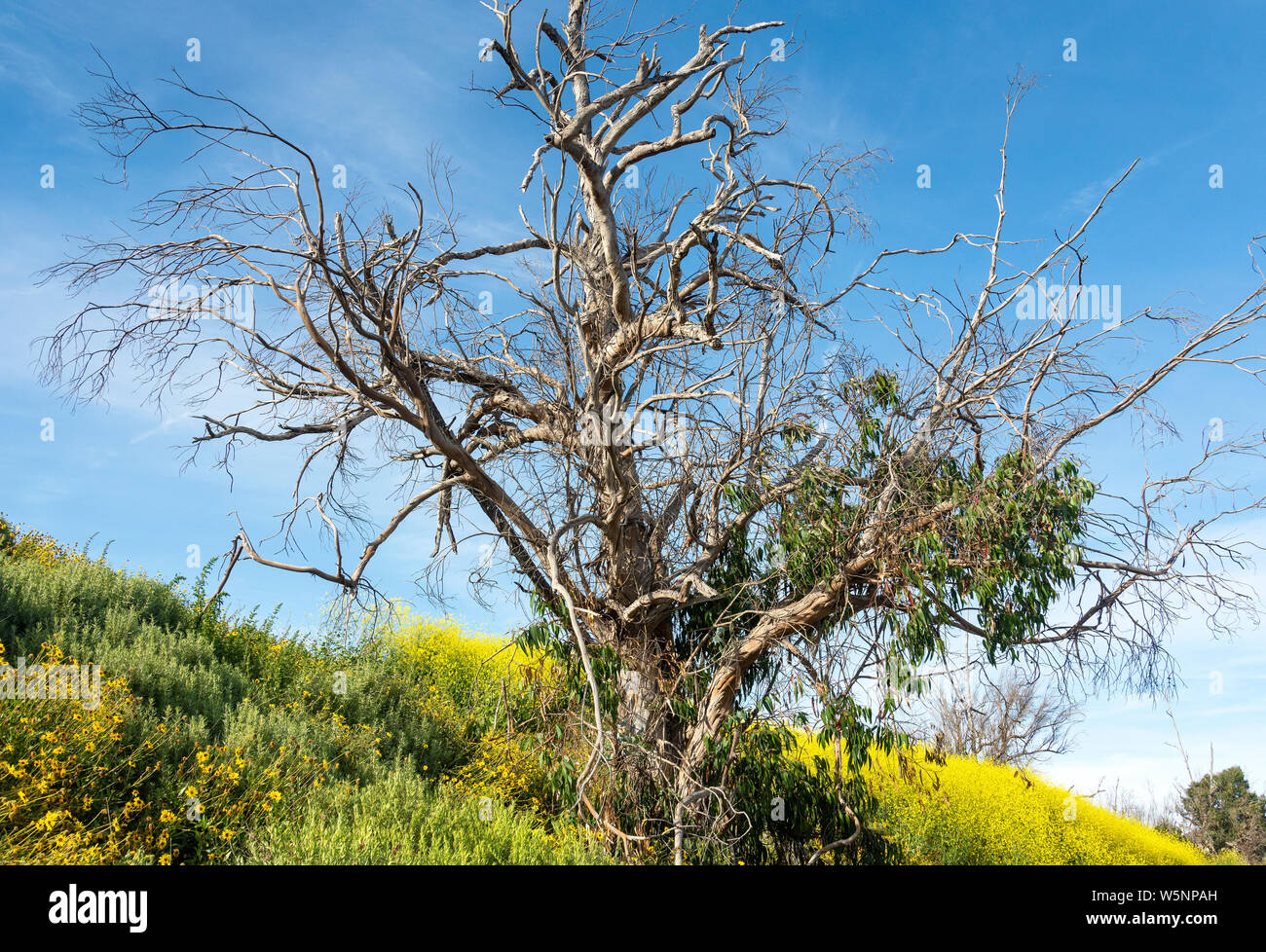 Starkly beautiful, dying eucalyptus tree is surrounded by bright yellow