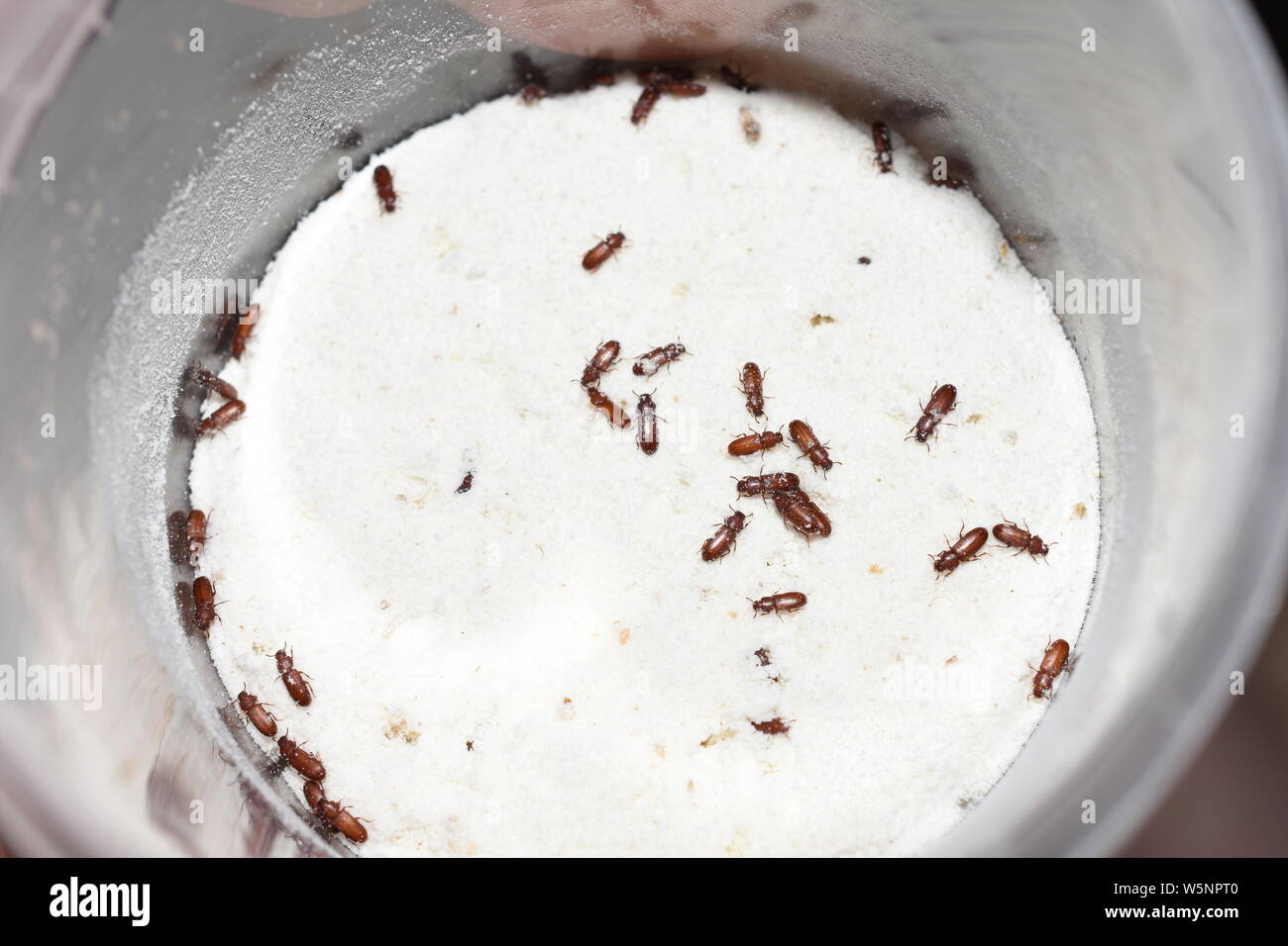 The food pest confused  flour beetle Tribolium confusum in wheat flour Stock Photo