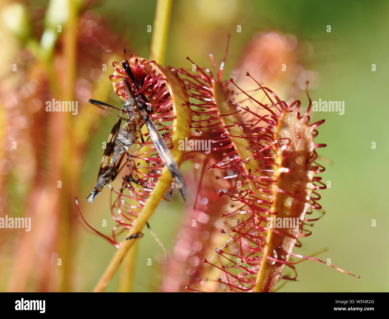Insect stuck on the sticky leaves of a Drosera anglica great sundew plant Stock Photo
