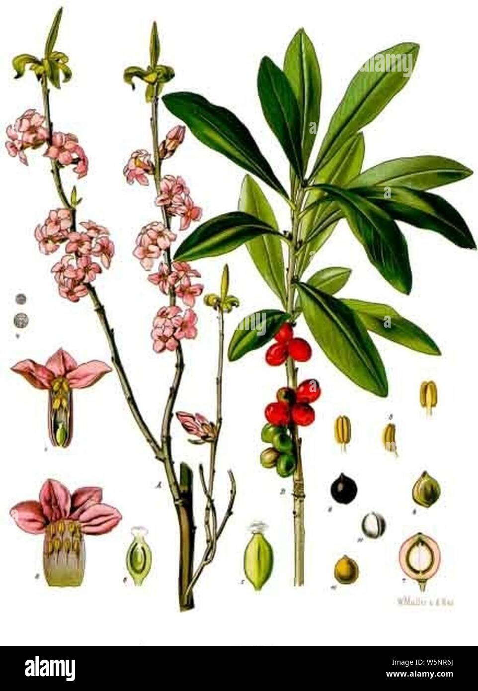 Daphne Mezereum K hler s Medizinal Pflanzen 050 Stock Photo Alamy