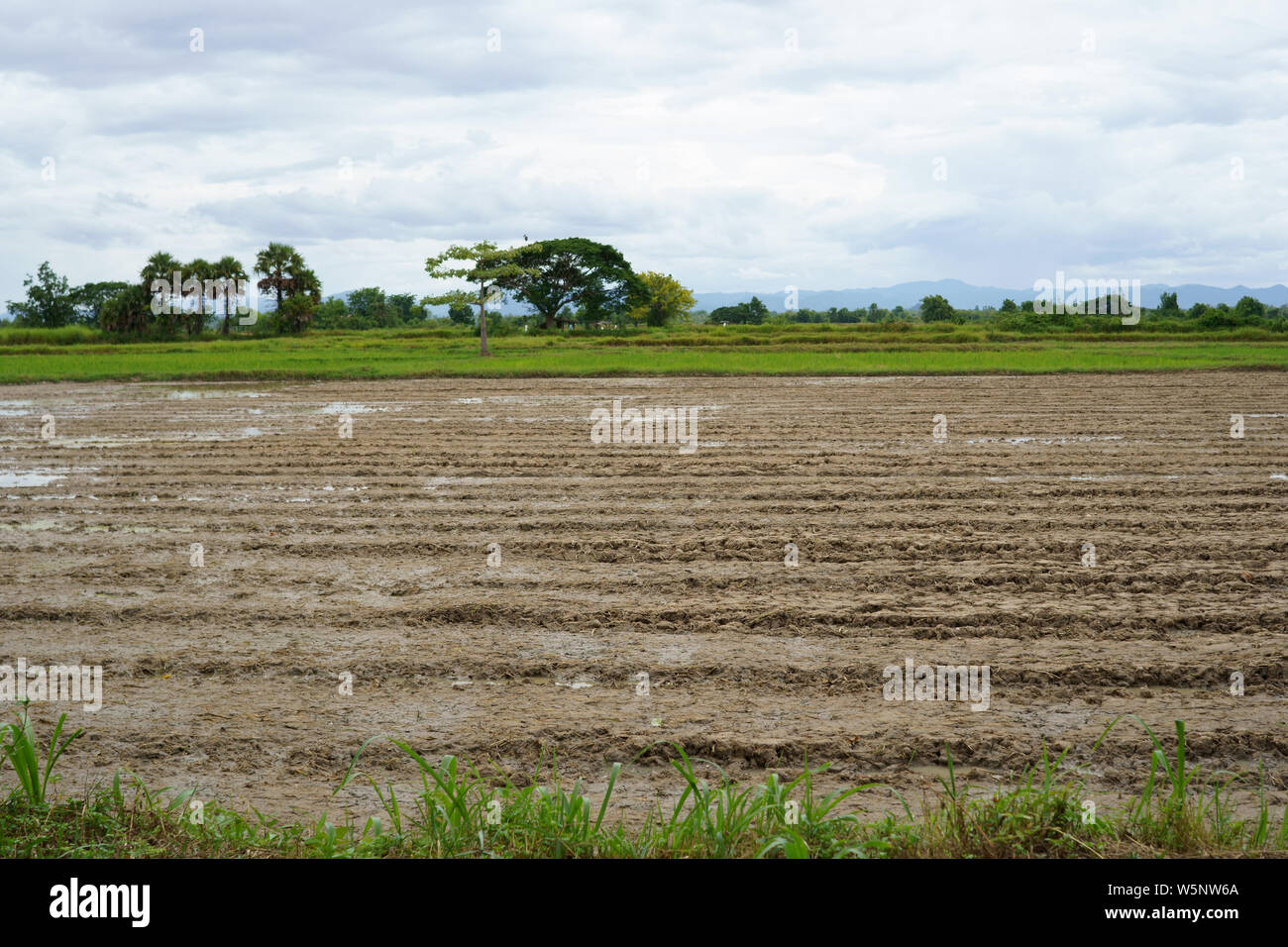 Soil preparation for rice cultivation and the rice field with cloudy