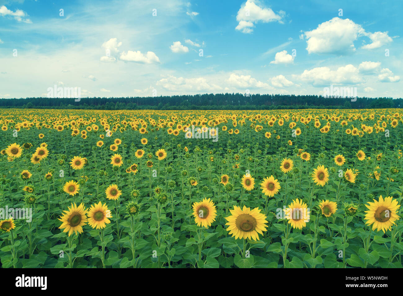 Summer landscape with sunflowers and beautiful sky. Picturesque ...