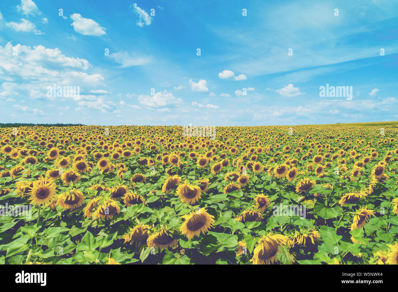 Sunflower With Leaves High Resolution Stock Photography and Images - Alamy