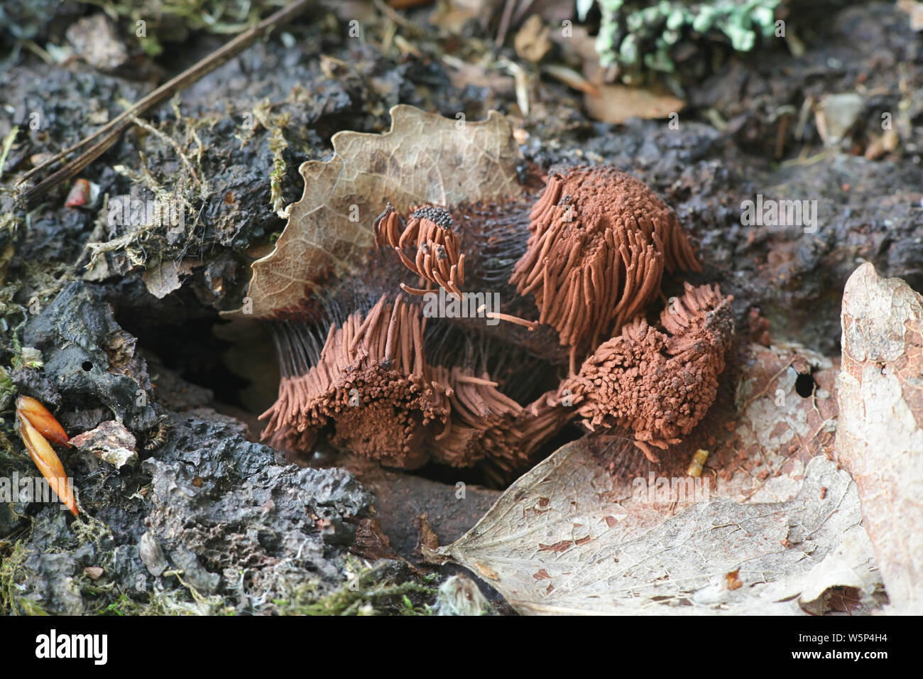 Stemonitis axifera, commonly known as the chocolate tube slime mold Stock Photo