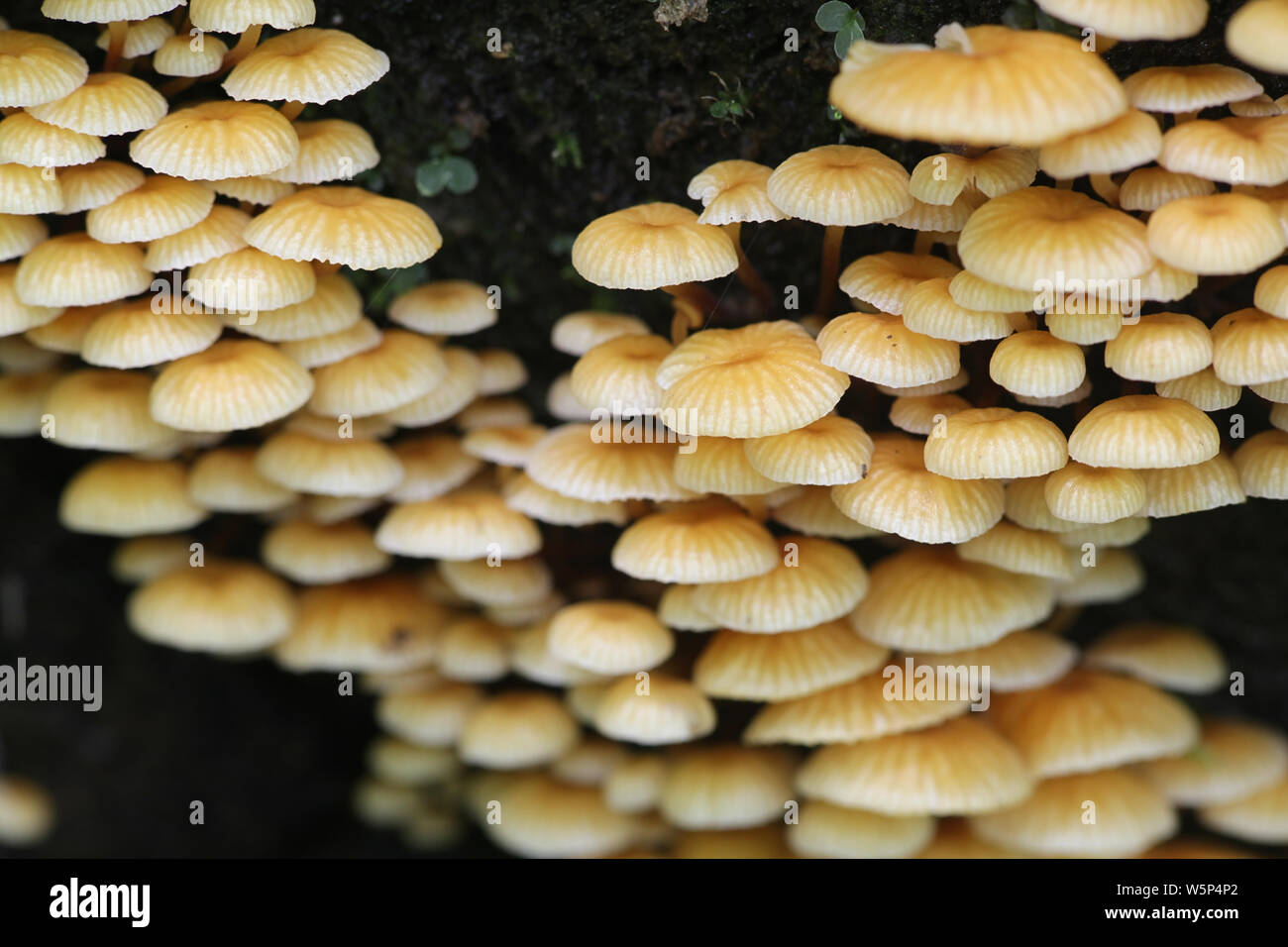 Xeromphalina campanella, known as Pinewood Gingertail, wild mushroom