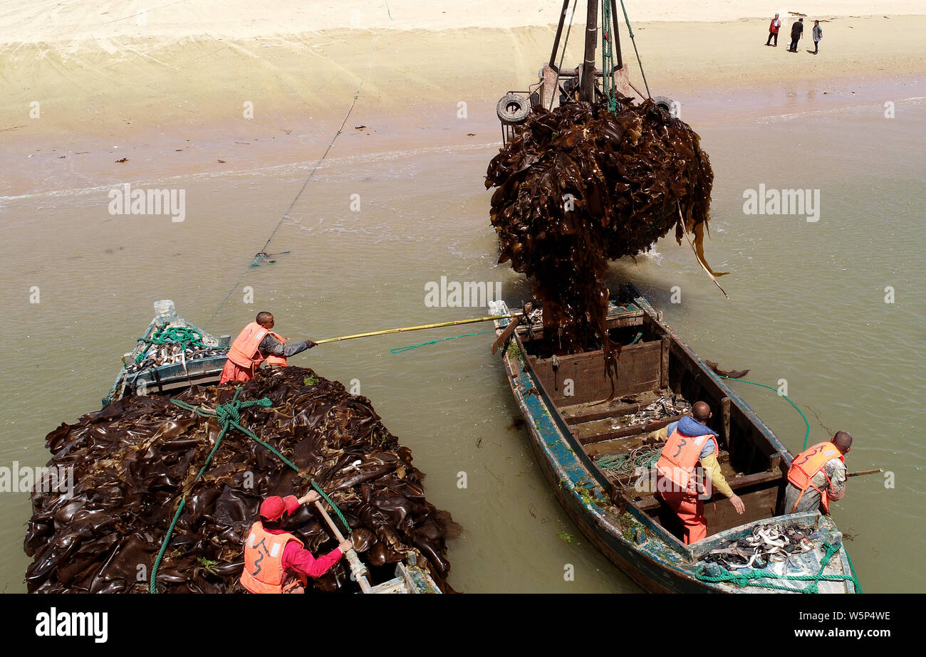 chinese edible seaweed