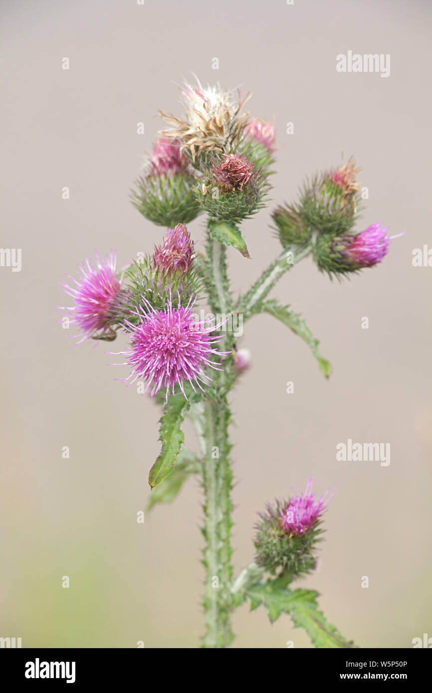 Carduus crispus, the curly plumeless thistle or welted thistle, wild plant from Finland Stock Photo