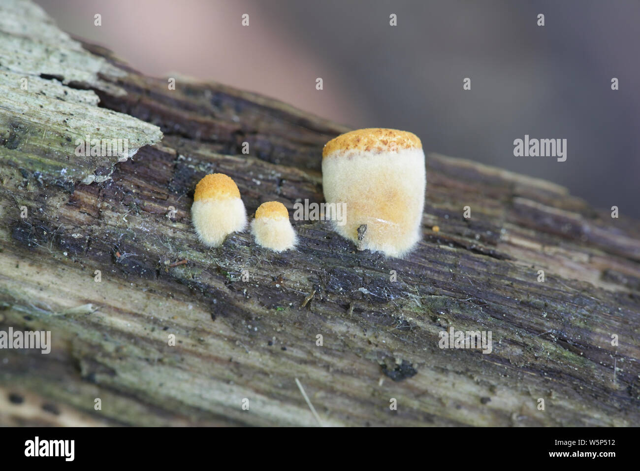 Crucibulum laeve, the Common Bird's-nest Fungus, young specimens growing on rotting wood Stock Photo