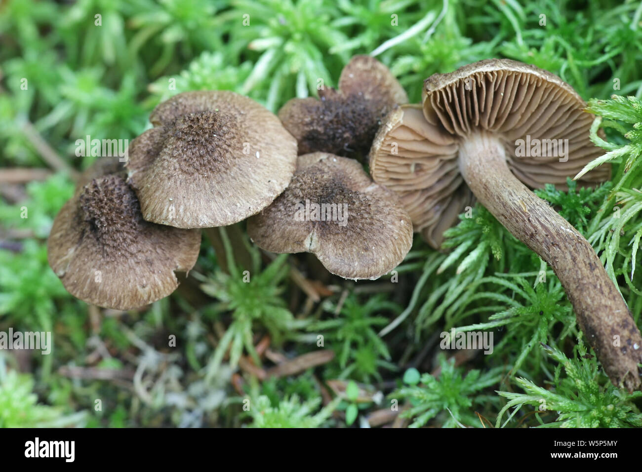 Inocybe lacera, commonly known as the torn fibrecap, wild mushroom from Finland Stock Photo
