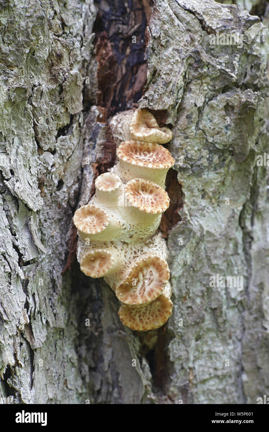 Polyporus squamosus, a  bracket fungus with common names including dryad's saddle and pheasant's back mushroom Stock Photo