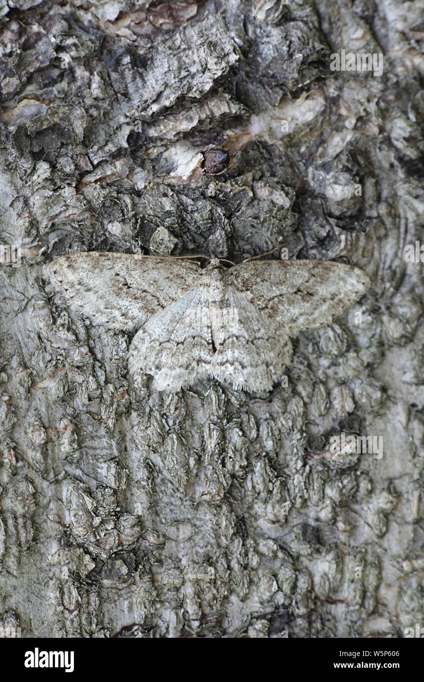 Ectropis crepuscularia, known as Small Engrailed Moth, camouflaged on willow bark Stock Photo